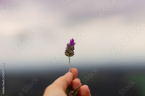 Lavender Flower being held