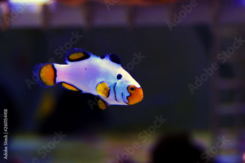 Captive-Bred Extreme Snow Onyx Clownfish  - (Amphriprion ocellaris x Amphriprion percula) photo