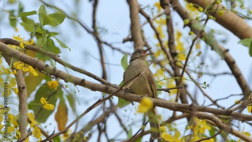 Streak-eared Bulbul bird (Pycnonotus blanfordi) on branch in nature. Streak-eared Bulbul bird (Pycnonotus blanfordi) on branch in nature.