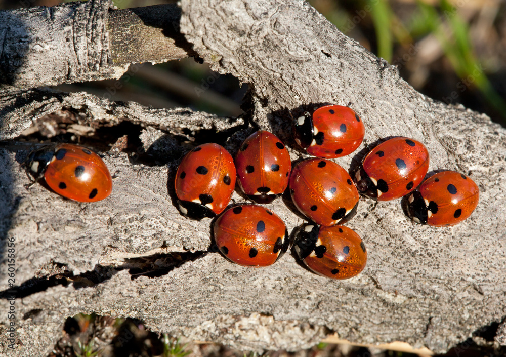 Obraz premium Nine ladybirds (Coccinella septempunctata)