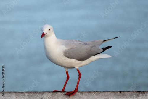 seagull on post © Dean Howe Photograph