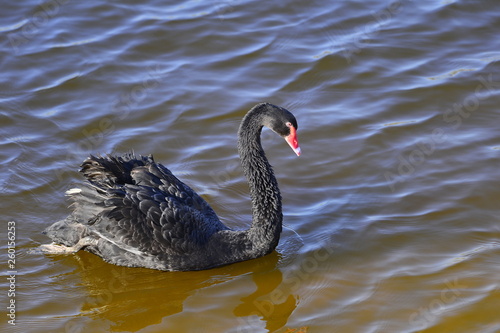 The black swan in the park