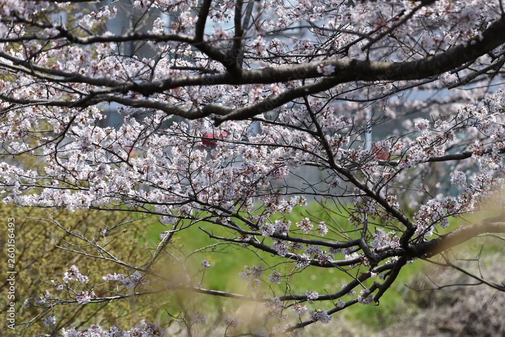 A row of cherry blossom trees in full bloom. A row of cherry blossom trees in full bloom.