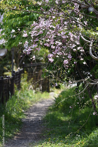 Fototapeta Naklejka Na Ścianę i Meble -  A row of cherry blossom trees in full bloom.