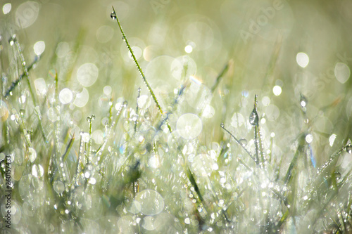 Green Grass with Dew Drops Macro Nature Background