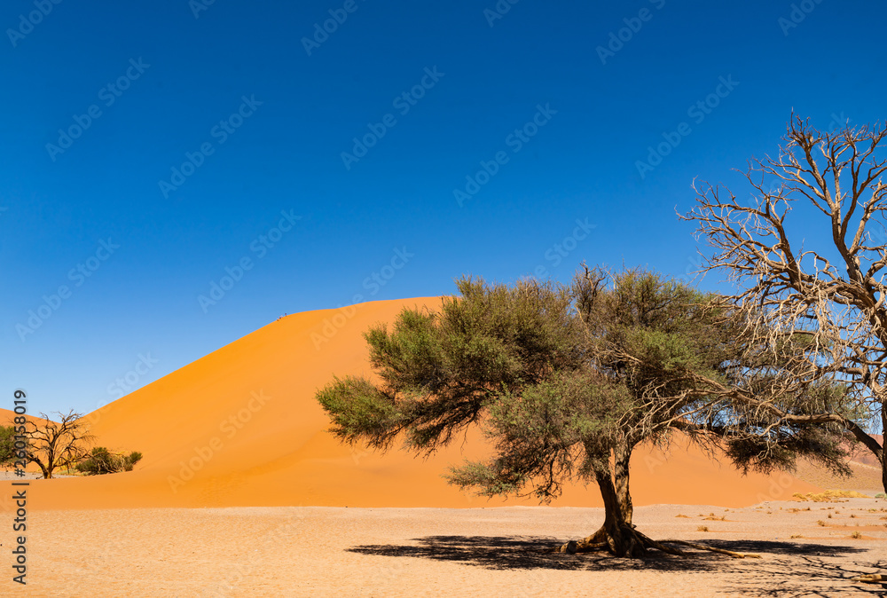 Fototapeta premium Sossusvlei Namib Namibia