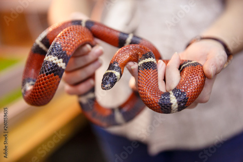 Animals in the Contact Zoo in the city. Feeding from the hands of pets. City leisure.