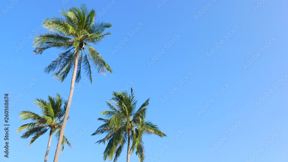 Static shot of three palm trees blowing in the wind against a solid clear blue sky Static shot of three palm trees blowing in the wind against a solid clear blue sky