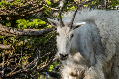 Mountain Goat Stares At Camera © kellyvandellen