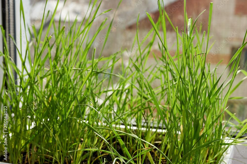 Juicy, fresh, sprouted green wheat in a white plastic container is on the windowsill near the window on a sunny day in spring. Healthy vegetarian food. Vitamins of nature Juicy, fresh, sprouted green wheat in a white plastic container is on the windowsill near the window on a sunny day in spring. Healthy vegetarian food. Vitamins of nature