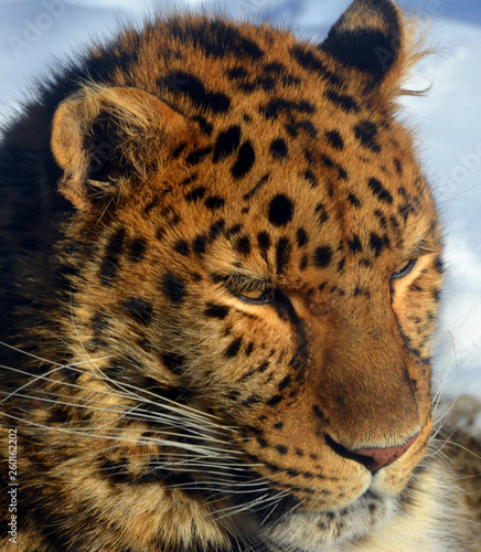 Amur leopard is a leopard subspecies native to the Primorye region of southeastern Russia and the Jilin Province of northeast China. photo