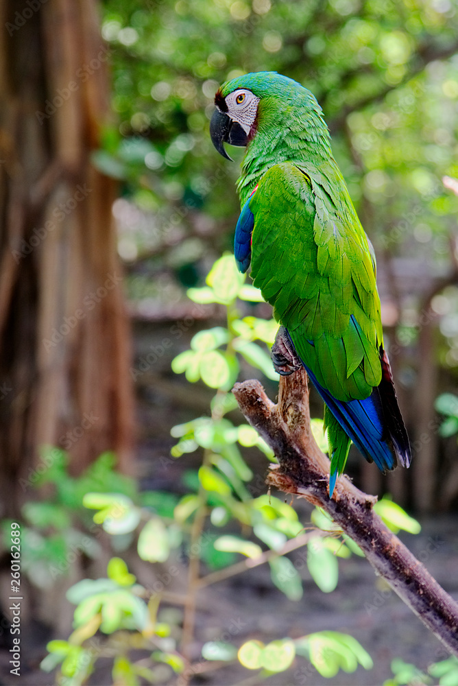 Obraz premium Green parrot. Wild rare bird on a branch in the natural habitat