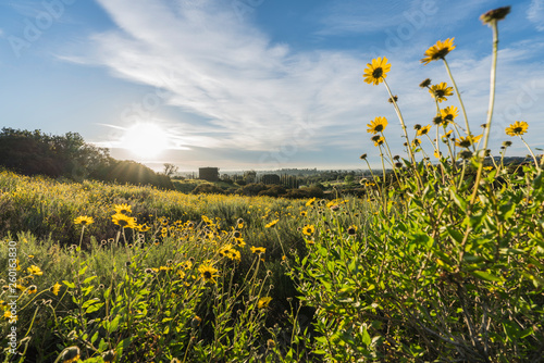 San Fernando Valley spring ...