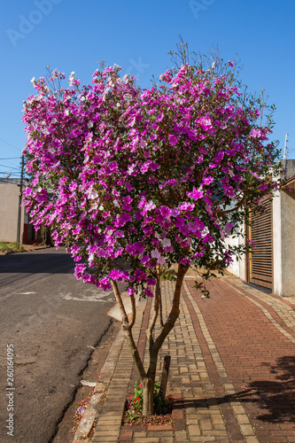 Flor manacá da serra nas ruas de Apucarana