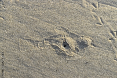 sand bird
