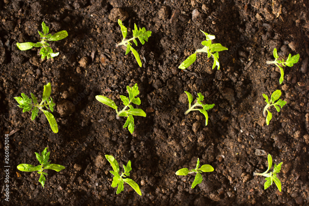 Seedlings tomato in the ground and illuminated by the morning sun