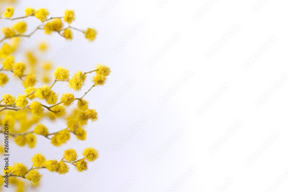 Flowers of yellow mimosa on a white isolated background. Stems with mimosa flowers on a white background. Flowers of yellow mimosa on a white isolated background. Stems with mimosa flowers on a white background.