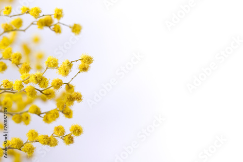 Flowers of yellow mimosa on a white isolated background. Stems with mimosa flowers on a white background. © Anton