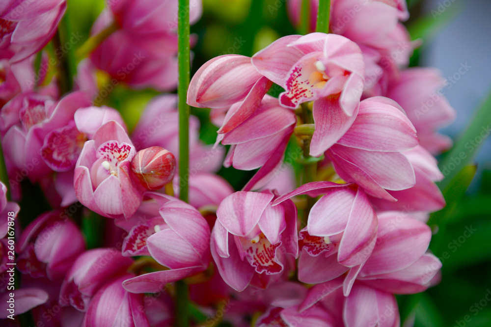 Fototapeta premium The orchid in full bloom