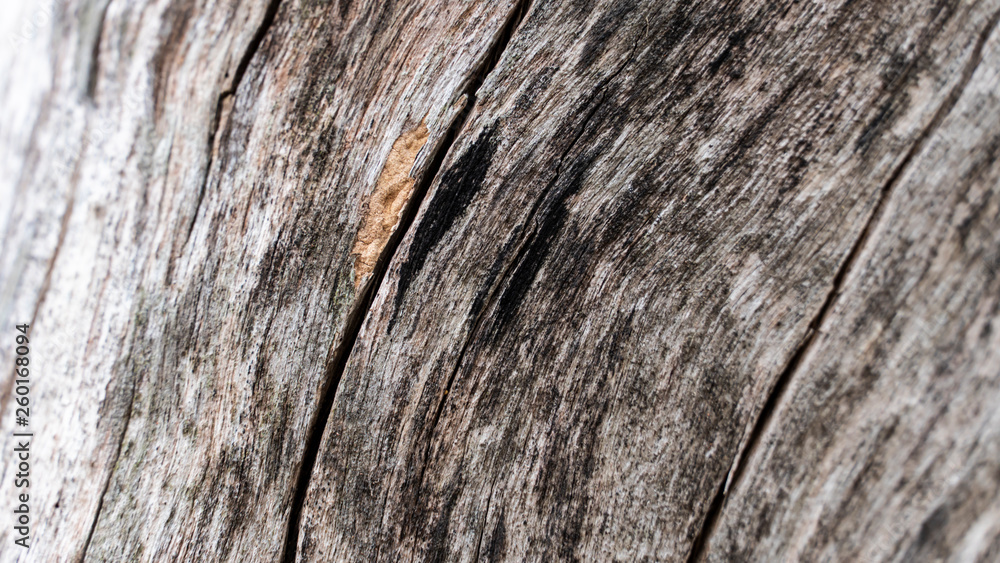 Obraz premium Bark abstrack background