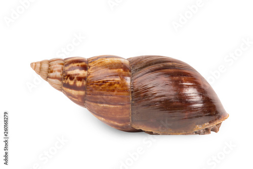Snail (Amphidromus)
