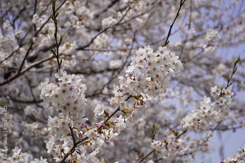 桜 桜