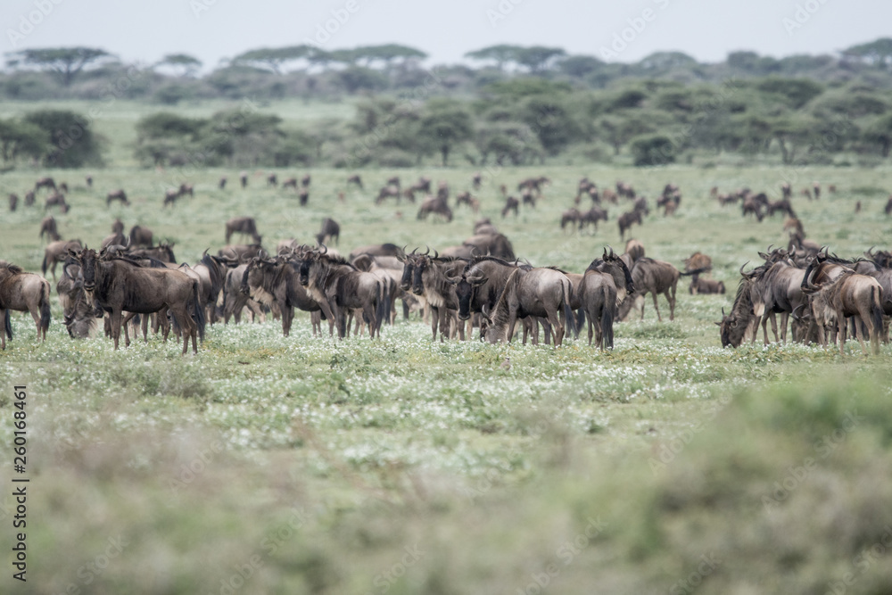 Landscape with Big Migration in Ngorongoro Landscape with Big Migration in Ngorongoro