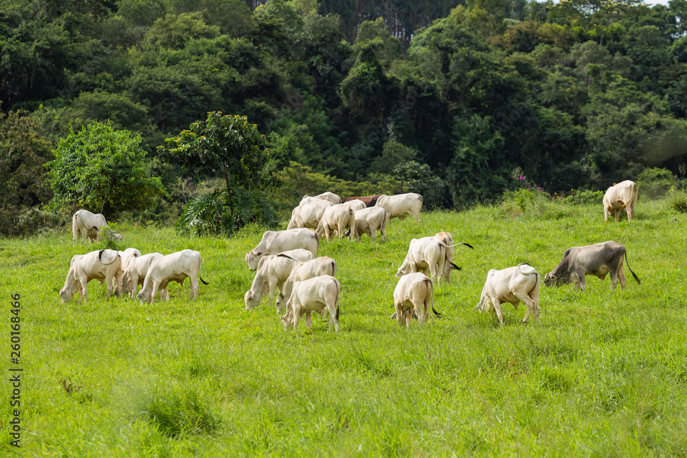 Fazenda com gado Nelore no pasto com grama verde