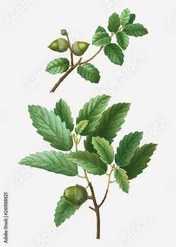 Kermes oak tree branch