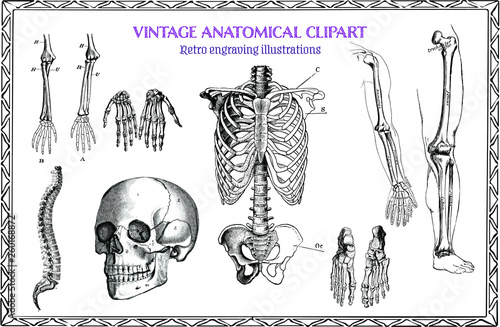Engraving Set of Vintage Human Anatomy illustrations