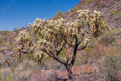 Cholla Cactus Bearing Fruit in the Spring photo