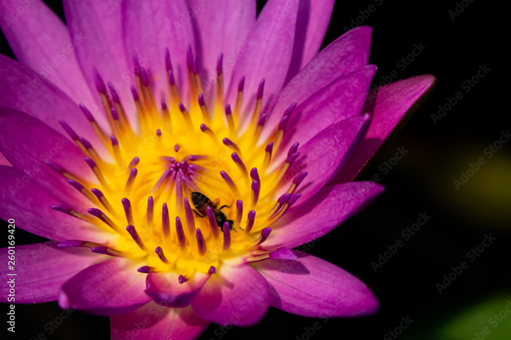 Close up of Lotus with little bee. Close up of Lotus with little bee.