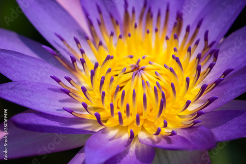 Close up of purple water lily.