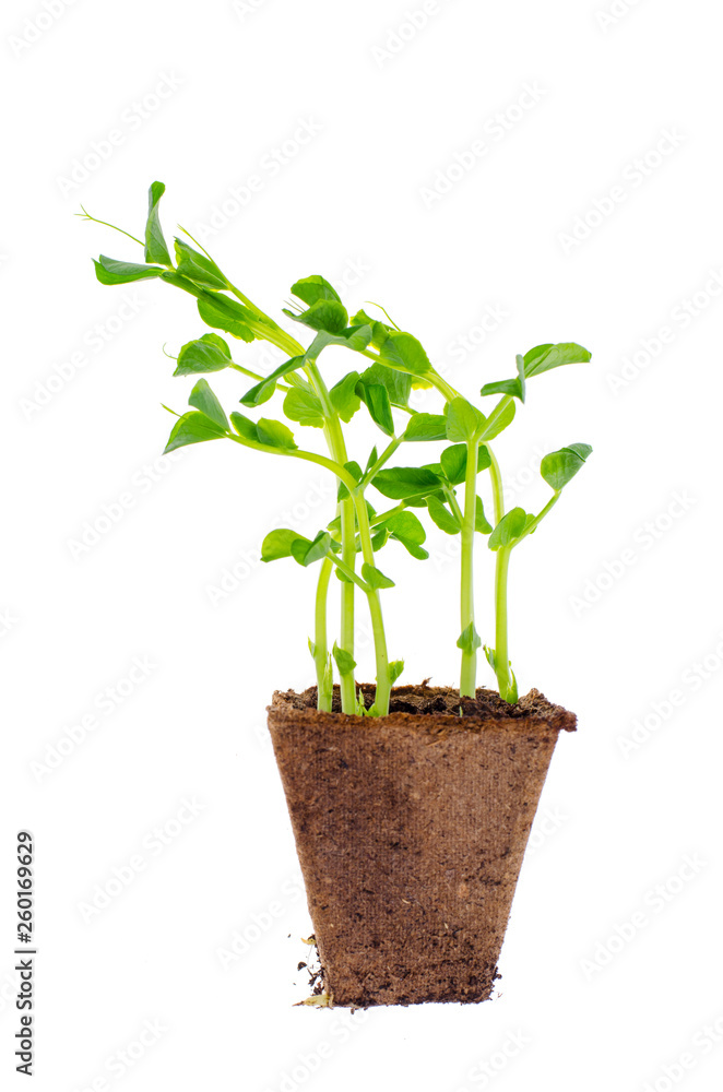 Young shoots of green pea sprouts in peat pot. Young shoots of green pea sprouts in peat pot.