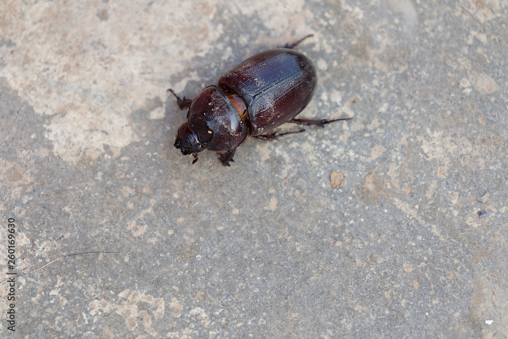 Beetle on the ground Beetle on the ground