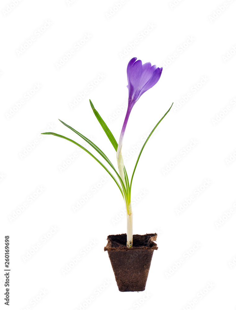 Single blue crocus, spring flower.