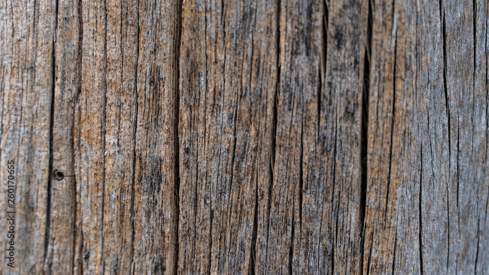 Bark abstract background Bark abstract background