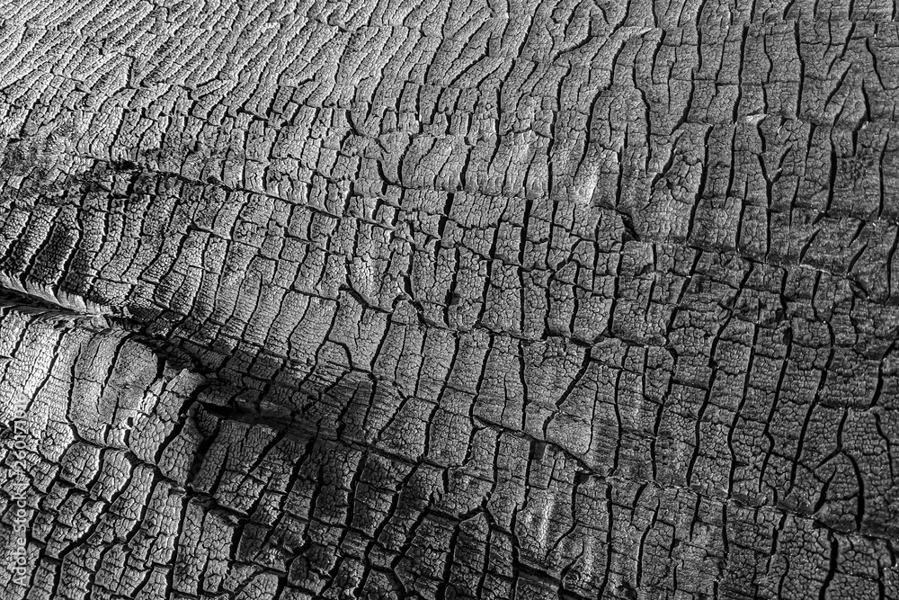 Burned wood texture. close up black scratched wooden background. Details on the surface of charcoal Burned wood texture. close up black scratched wooden background. Details on the surface of charcoal