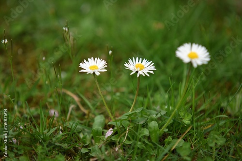 Daisy (bellis perennis) blooming in Vancouver