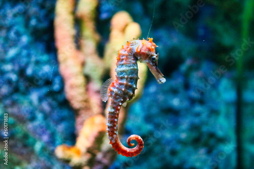 Dieses einzigartige Bild einer sehr seltenen Seepferdchen Schwimmen in einem Sea life aquarium in Bangkok Thailand