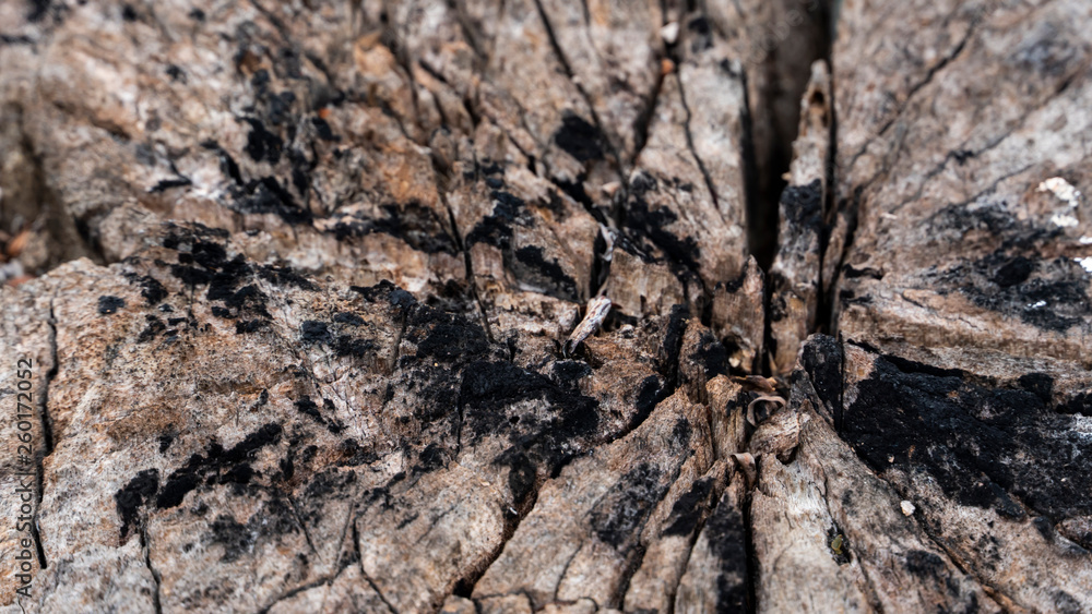 Bark abstract background Bark abstract background