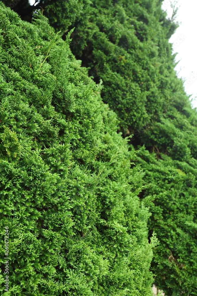 Fototapeta premium green pine tree in nature
