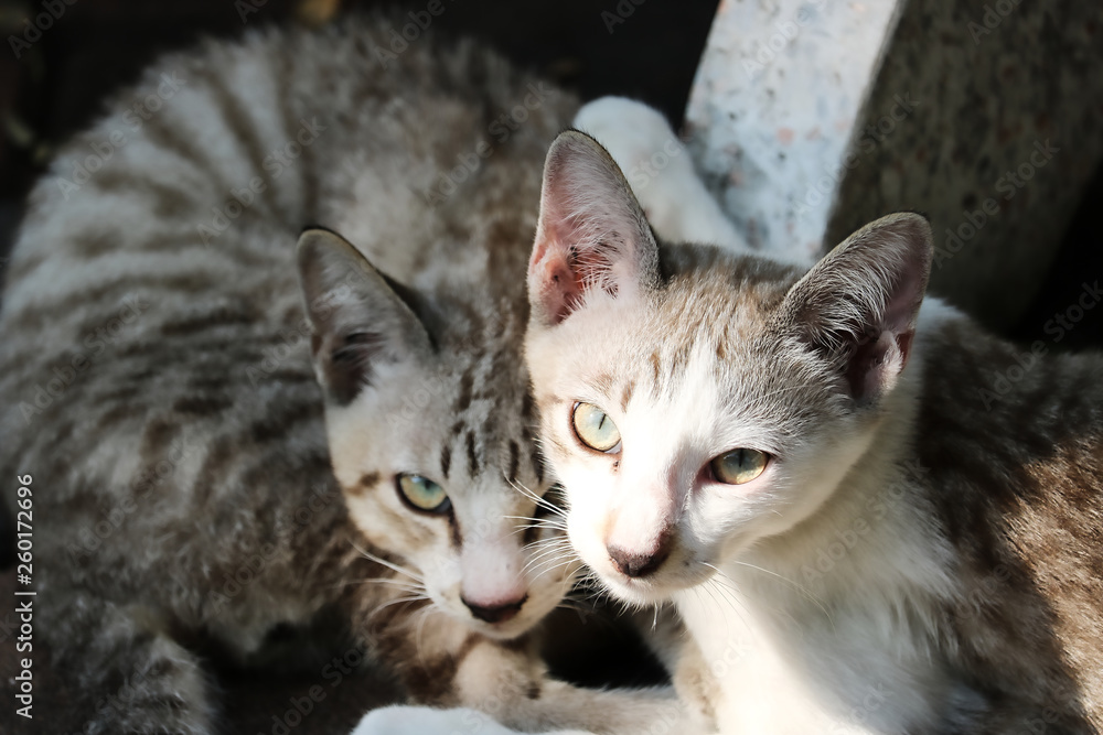 Dieses einzigartige Bild zeigt ein Katzenpaar, das auf der Straße in Bangkok lebt. Diese beiden Katzen sind beste Freunde und sehr nett
