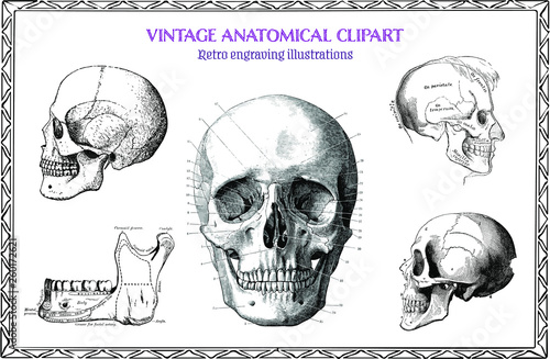 Engraving Set of Vintage Human Anatomy illustrations