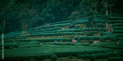 Meijiawu Tea Garden, Hangzhou, China