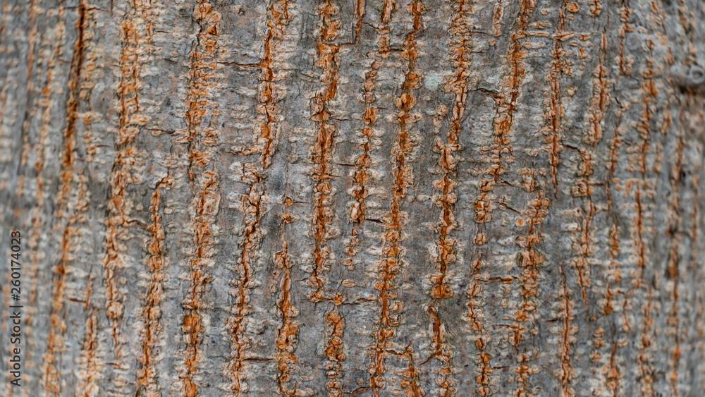 Obraz premium Bark abstract background