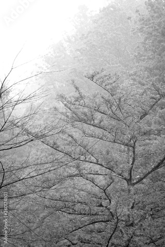 Tree in Black and White