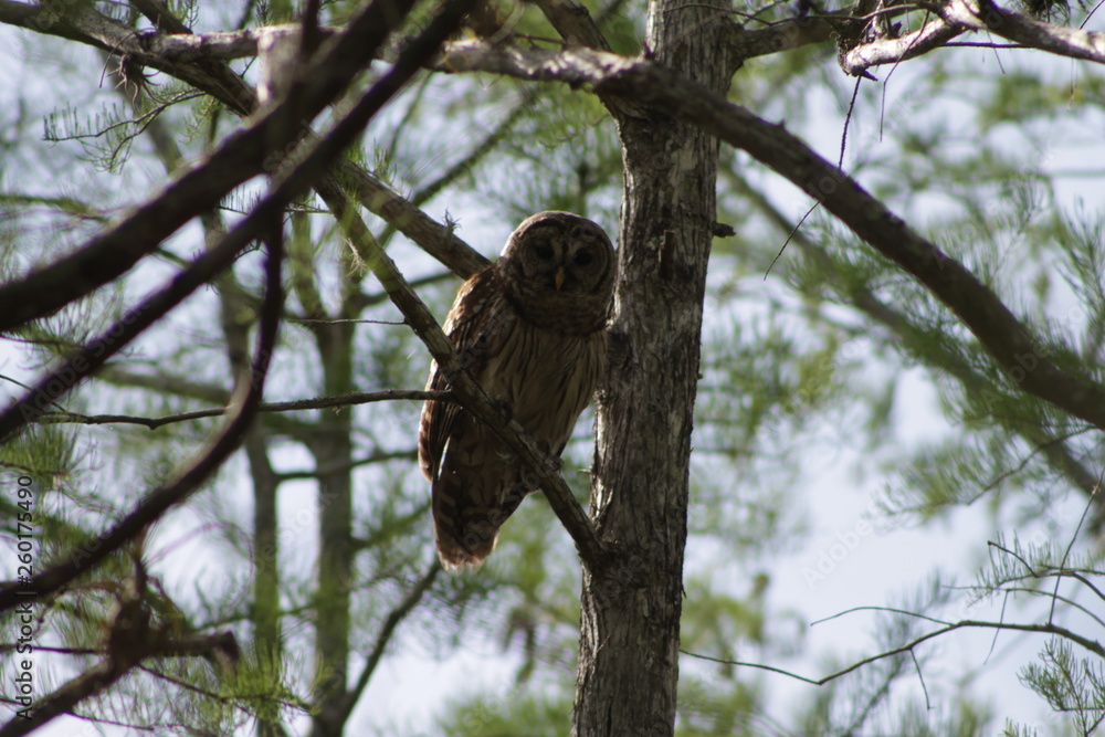 Owl on tree