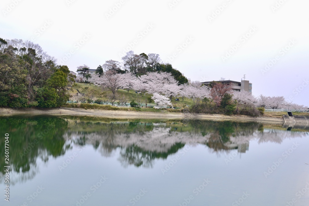 Fototapeta premium 日本の桜の空撮と夜桜