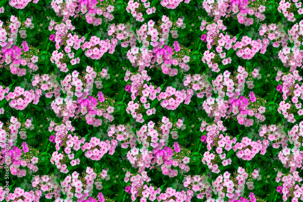 Naklejka premium Beautiful Pink flowers of phlox seamless texture background